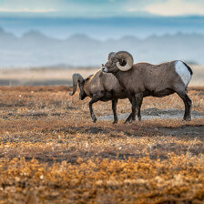 Bighorn sheep of Badlands National Park in South Dakota