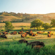 Bison heard of Custer State Park in South Dakota